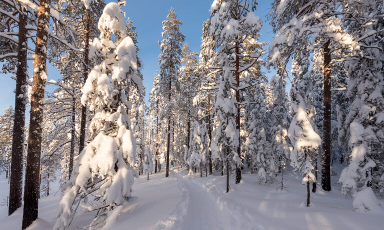 Winter Forest: A Beautiful Journey Into the Winter Forest World Winter Forest